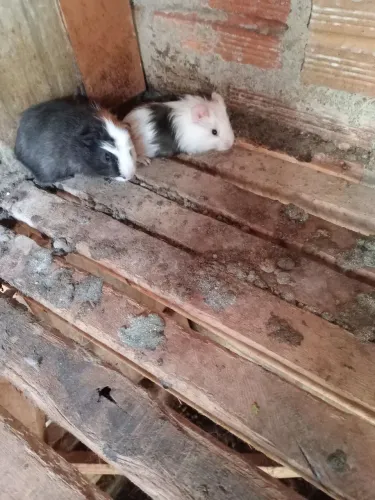 porco dá Índia 