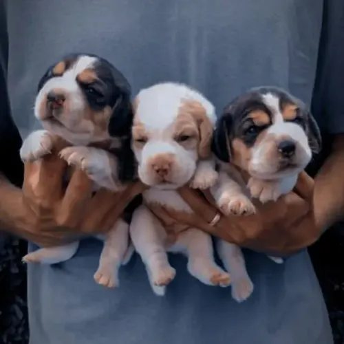 Filhote Beagle, Dê Um Lar e Tenha Amor Para Sempre!