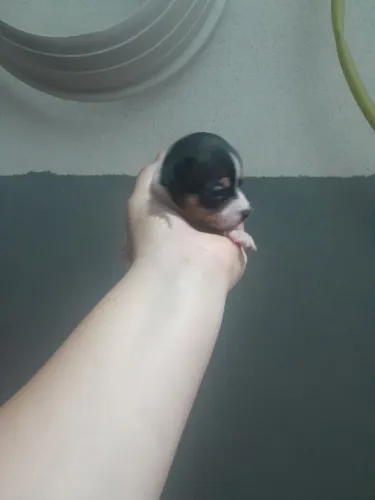 Pinscher zerinho