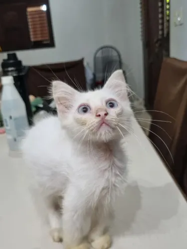 GATINHOS DOAÇÃO 