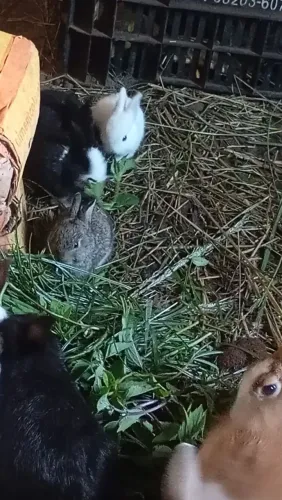 coelhos a venda 