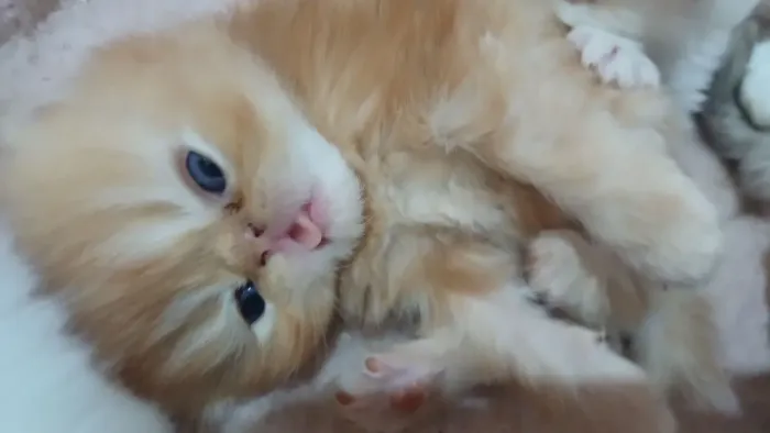Lindos filhotes de gatos persas laranjados puros.Parcelo.Entrego em Curitiba e região