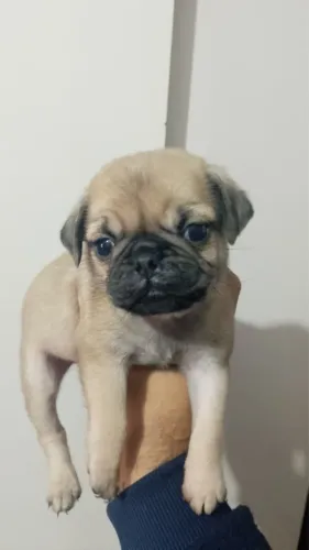 Vende se filhote de pug mini com pedigree fêmea