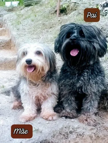 Yorkshire terrier com poodle
