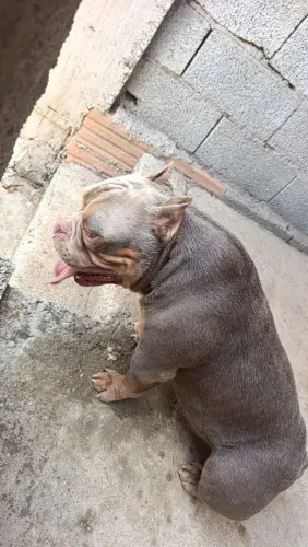 American Bully macho