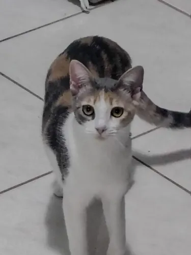 Adoção Responsável de Gatinhos