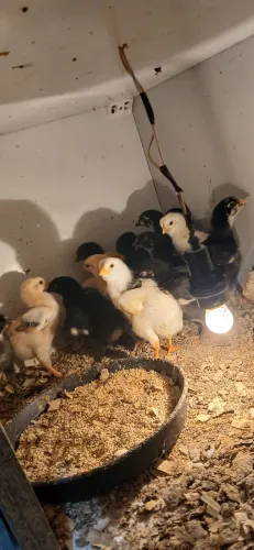 Pintinhos GSB Com Caipiras 