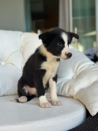 Border collie, filhote - (Canil de criação responsável)