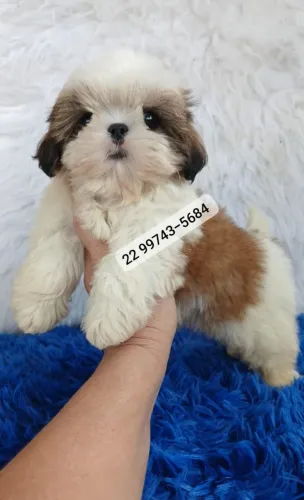 Shihtzu Machos