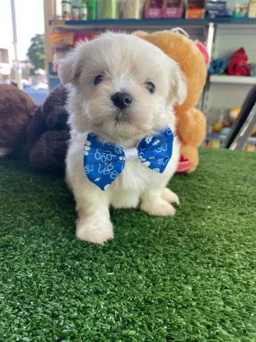 Maltês macho mini uma fofura