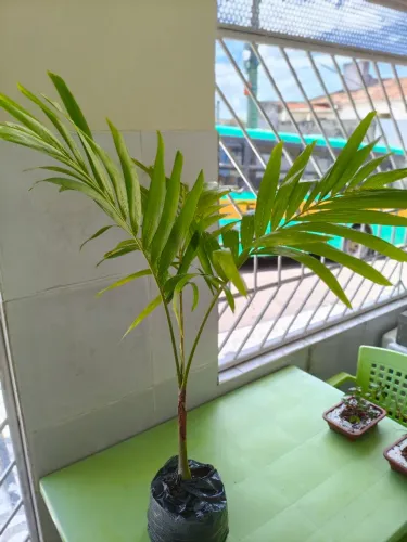 Palmeira mini imperial 