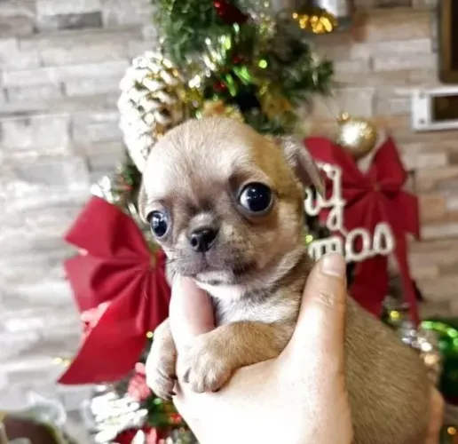 Neném Chihuahua com pelagem densa e saúde impecável