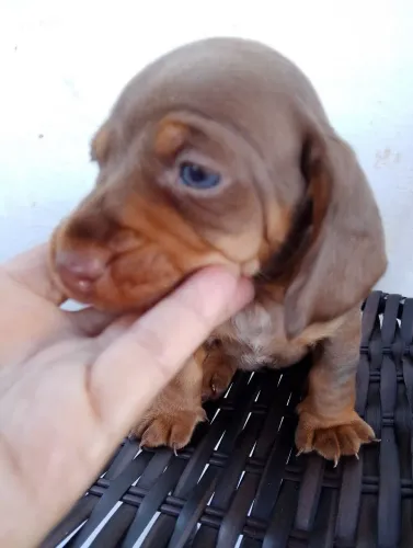 Dachshund fêmea