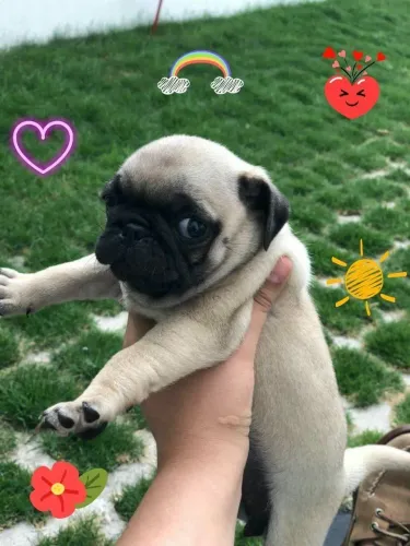 Pug Pet pronto para viver muitas aventuras