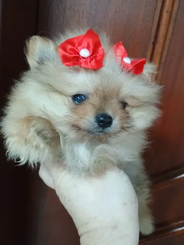 Spitz alemão fêmea