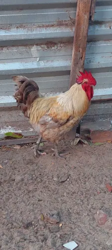 Galo Reprodutor
