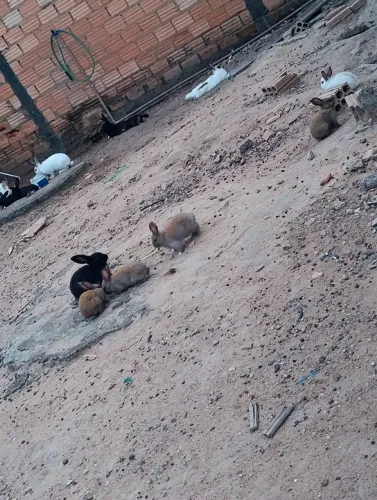 Vende se coelho 80 cada 