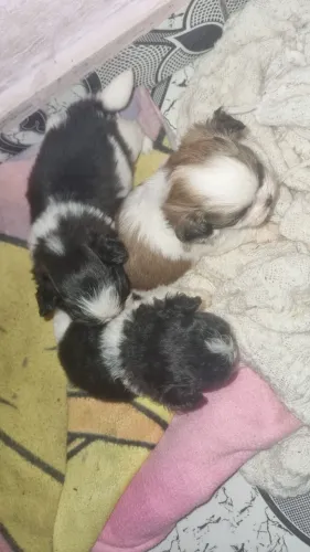 Cachorro da raça shiatsu 