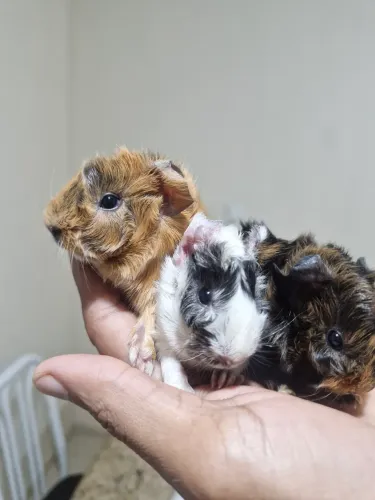 Filhote de  Porquinho da índia da raça Abissínio 