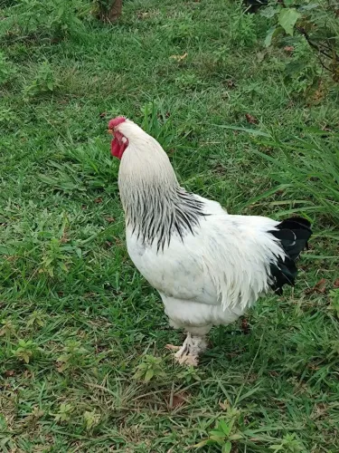 Galo Brama 