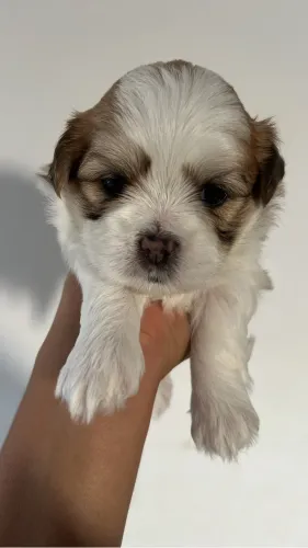 Lhasa apso