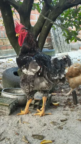 Vendo Galo GSB