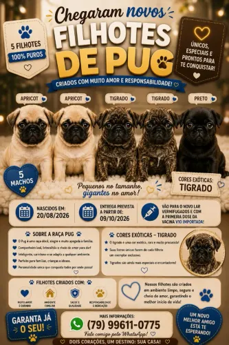 APAIXONE-SE PELO SEU NOVO MELHOR AMIGO! ?