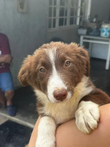 Filhotes de Border Collie