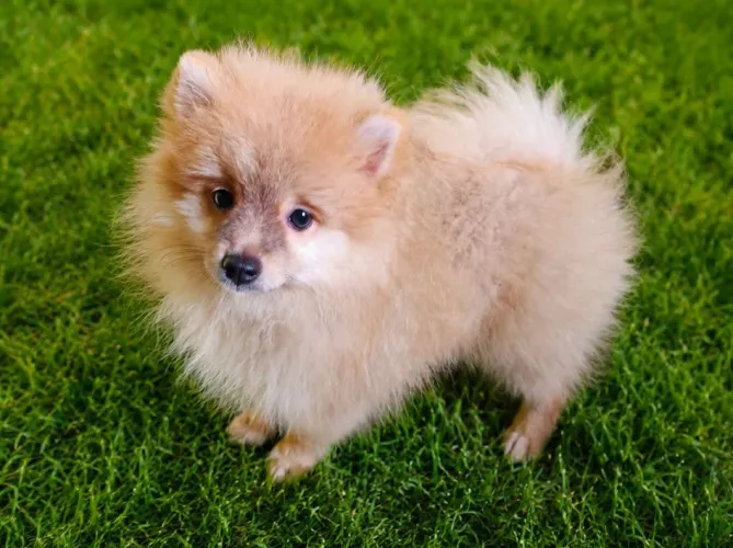 Vende se um filhote de Spitz alemão Lulu da Pomerânia 