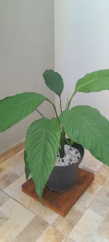 Planta Flor de Lírio com vaso e suporte de madeira