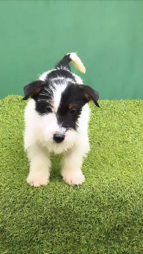 Filhote pequeno Jack Russell Terrier Macho