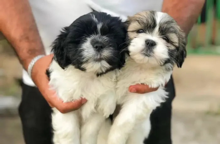 Shih tzu ! Carinhosos ,brincalhões e com muito amor