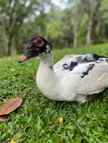 Patinhos