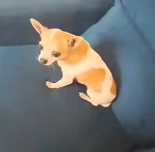 Chihuahua fêmea