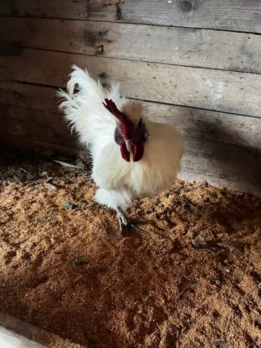 Galo/Galinha sedosa do Japão 