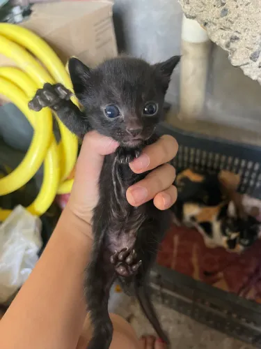 Doação de gato