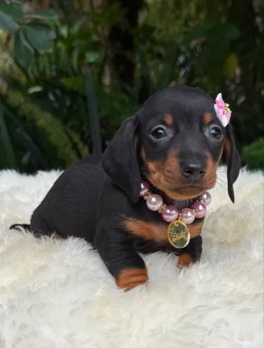 Dachshund Linguicinha Salsicha Filhotes