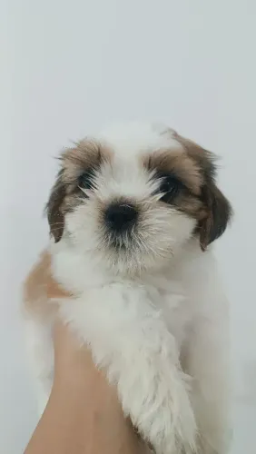 Filhote Cachorro Shih Tzu Macho 