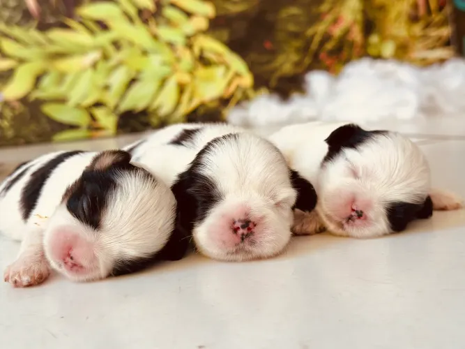 Fêmea shih tzu linhagem legítima