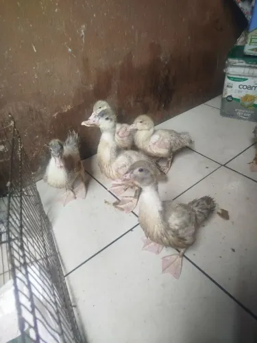 Vendo filhote de pato gamelão