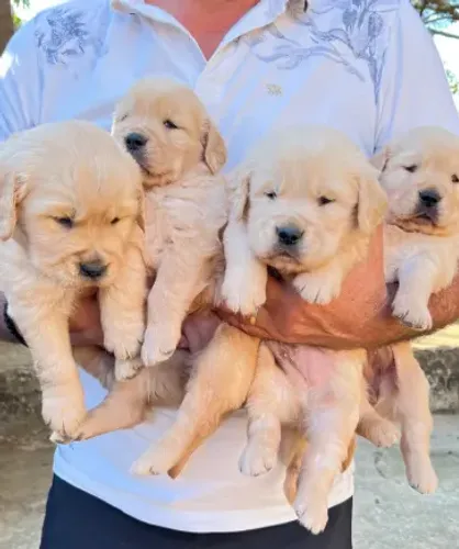 doa-se filhotes de Golden Retriver