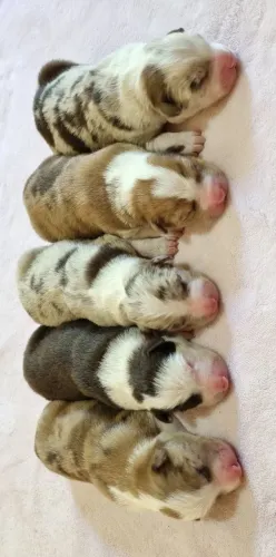 FILHOTES DE BORDER COLLIE COM PEDIGREE CBKC 
