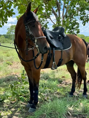 Cavalo Quarto de Milha Zaino