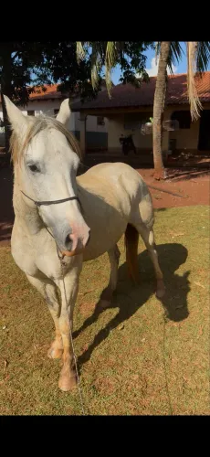 vendo cavalo meio sangue muito manso 4 para 5 anos
