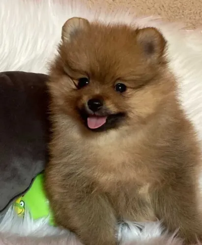 Lulu da Pomerania - Patinhas que conquistam corações!