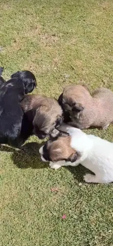 Filhotes de ilhasa apso
