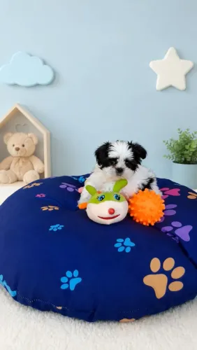 Shihtzu macho porte bem pequenininho 