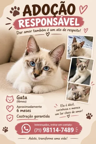 Adoacao de Gata
