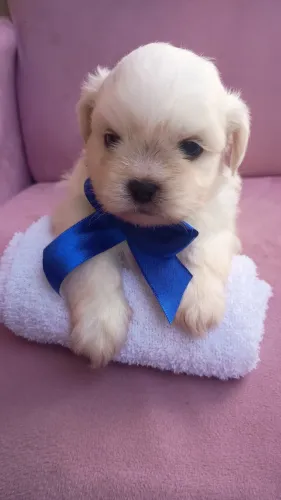 Filhote de shyh-tzu 