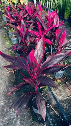 Cordyline Vermelha Adulta 40cm | Folhagem Vibrante para Jardim